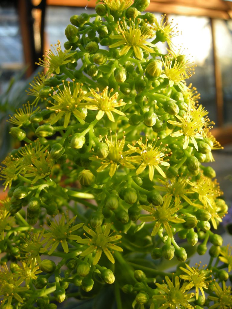 Aeonium lindleyi. Many small yellow flowers on a stem.
