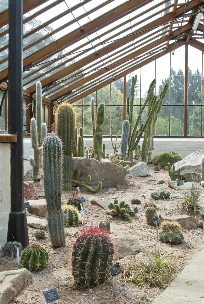 A range of cacti in the Garden's Arid Lands House