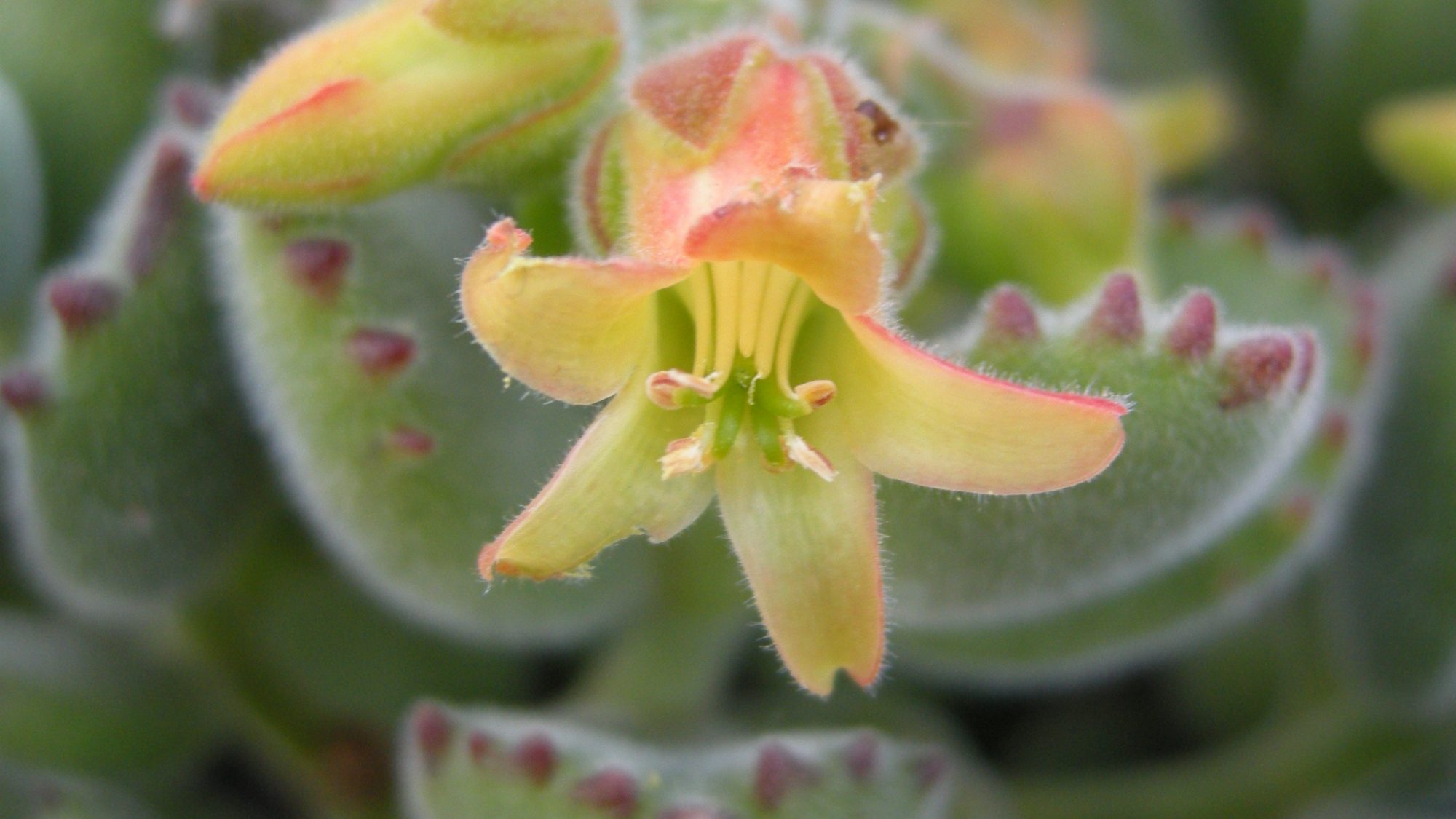 Small yellow flowers on a succulent.