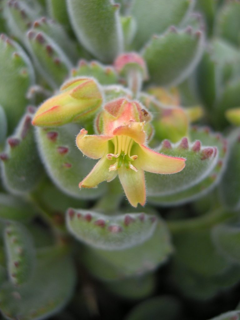 Cotyledon tomentosa ssp. ladysmithensis. A plant with furry, fleshy leaves, resembling paws with claws.