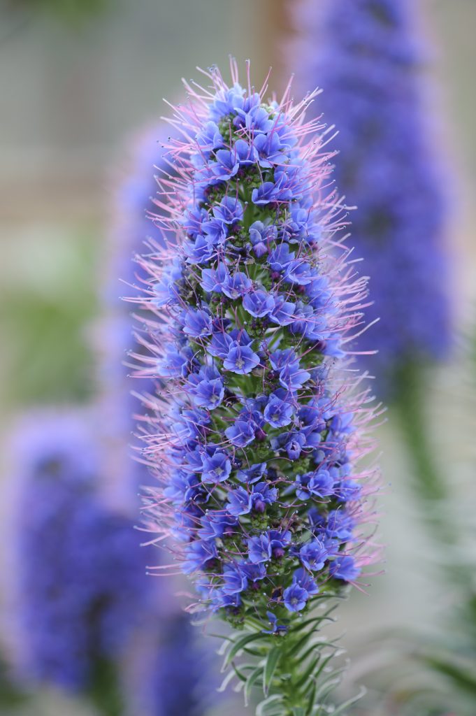Echium candicans. A stem with many tiny deep purple flowers.