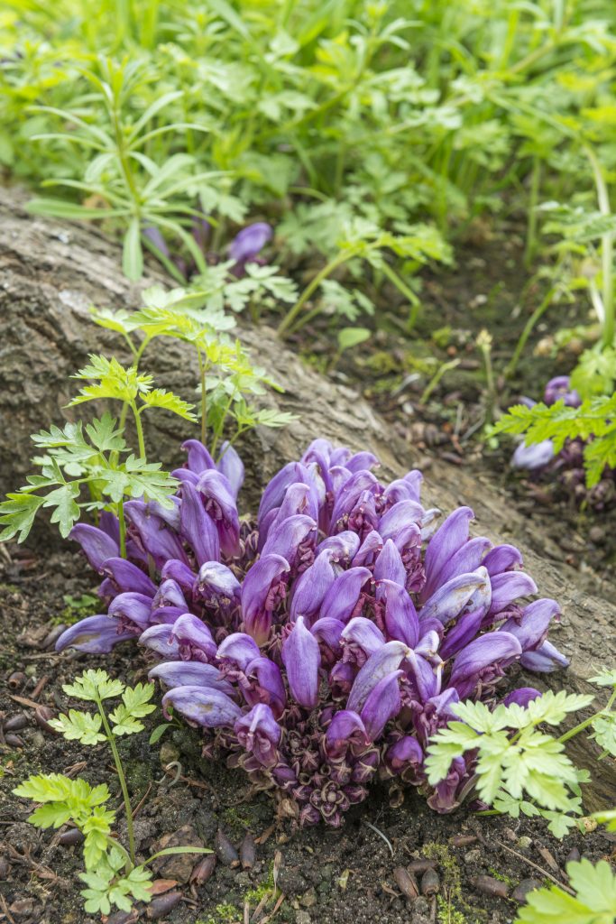 Lathraea clandestina, a plant with small purple hooked flowers.