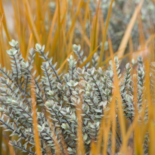 Terrace Garden (New Zealand Flora)