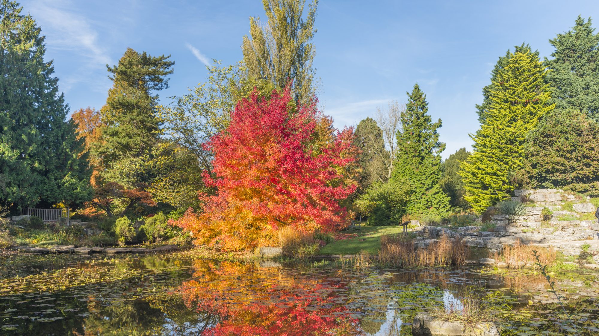 Large tree with red and orange leaves reflected in the Lake.
