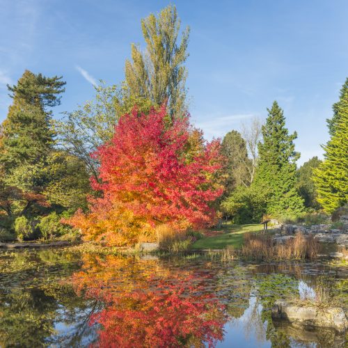 Liquidambar