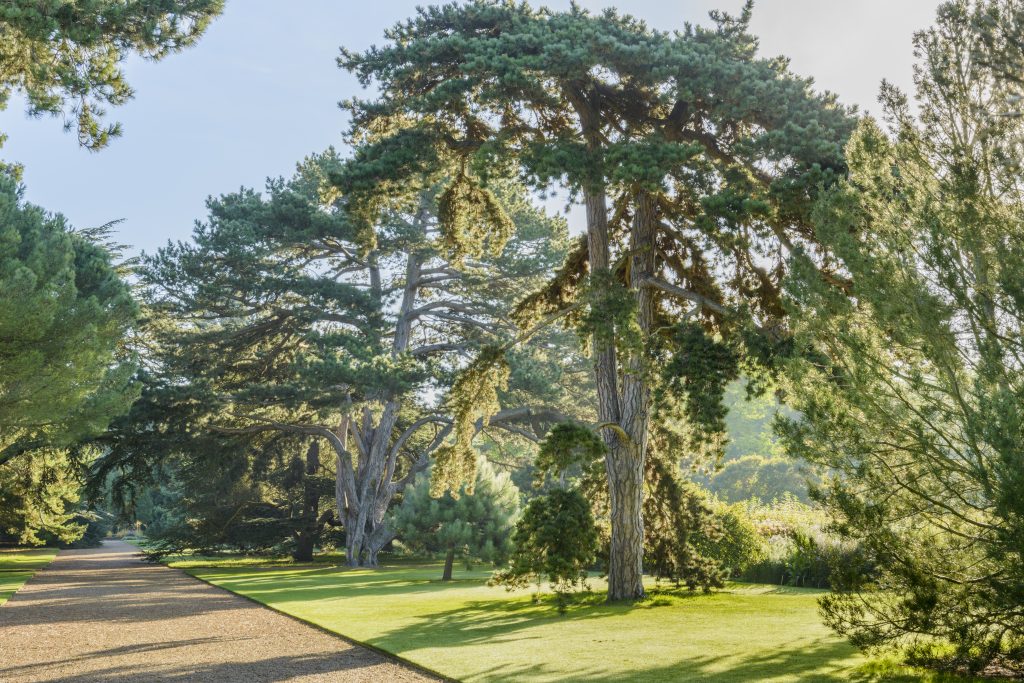 The Main Walk with a wide gravel path flanked by majestic, coniferous trees.