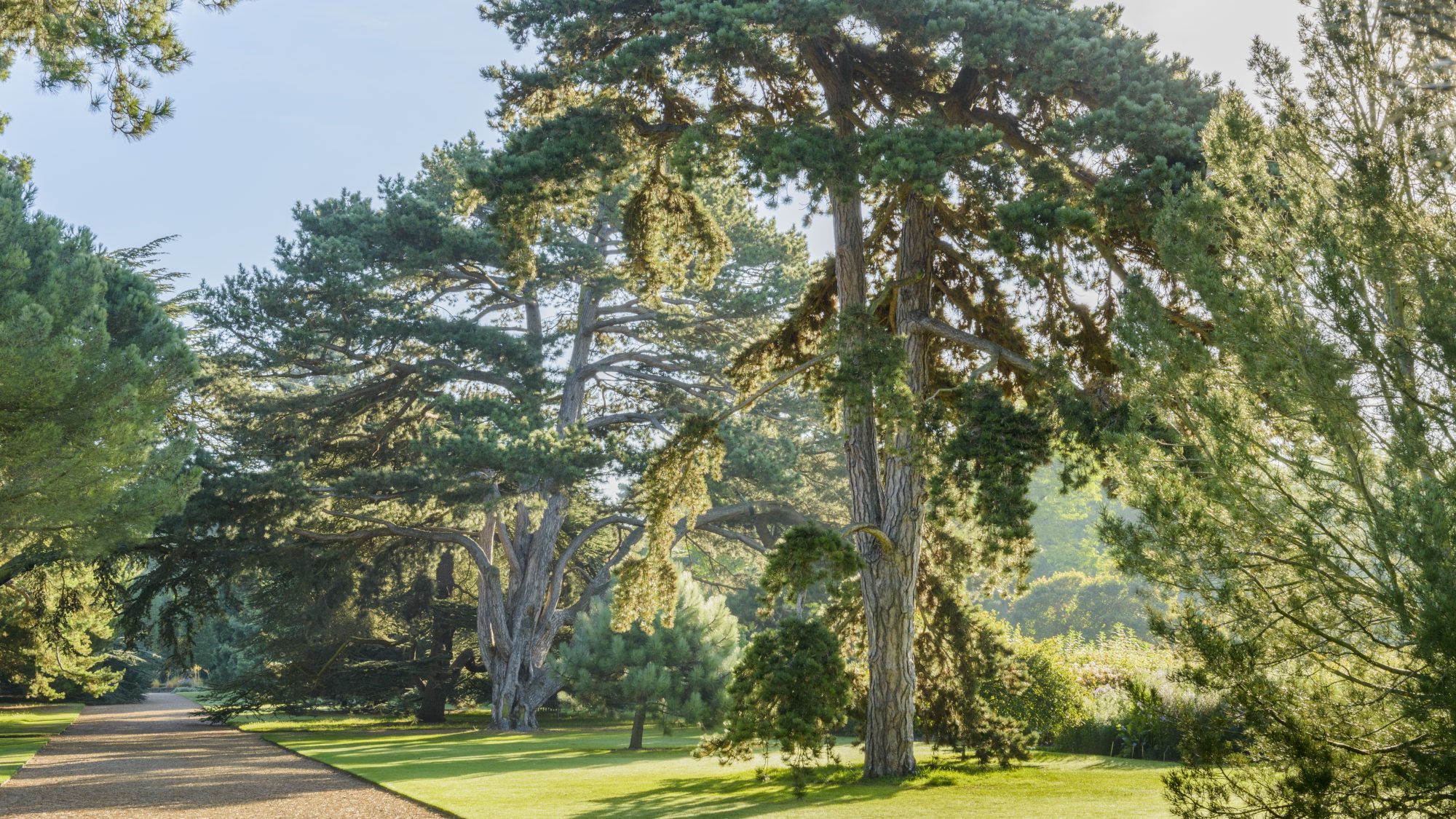 Main walk lined with conifer trees.