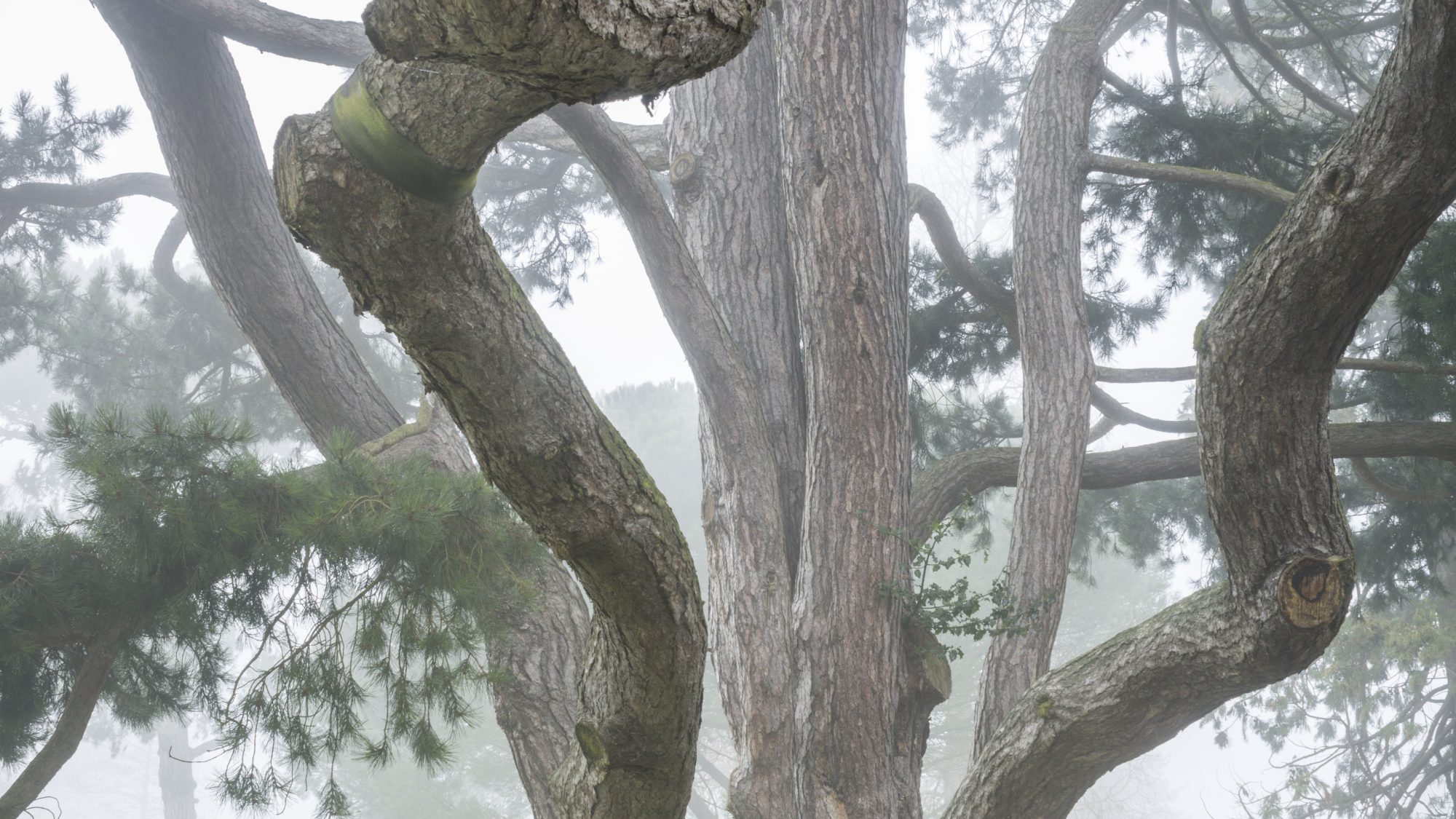 The black pine tree among morning mist.
