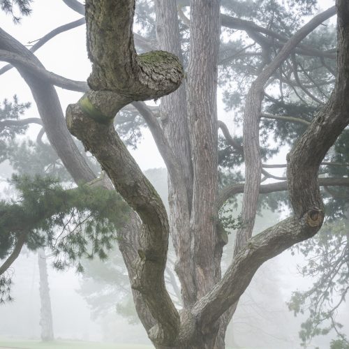 Black Pines