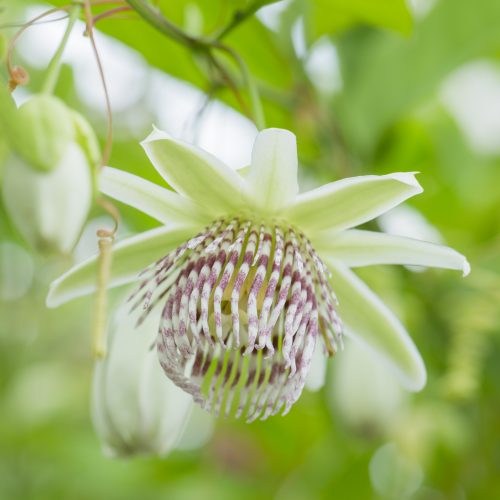 Plant picks of the week