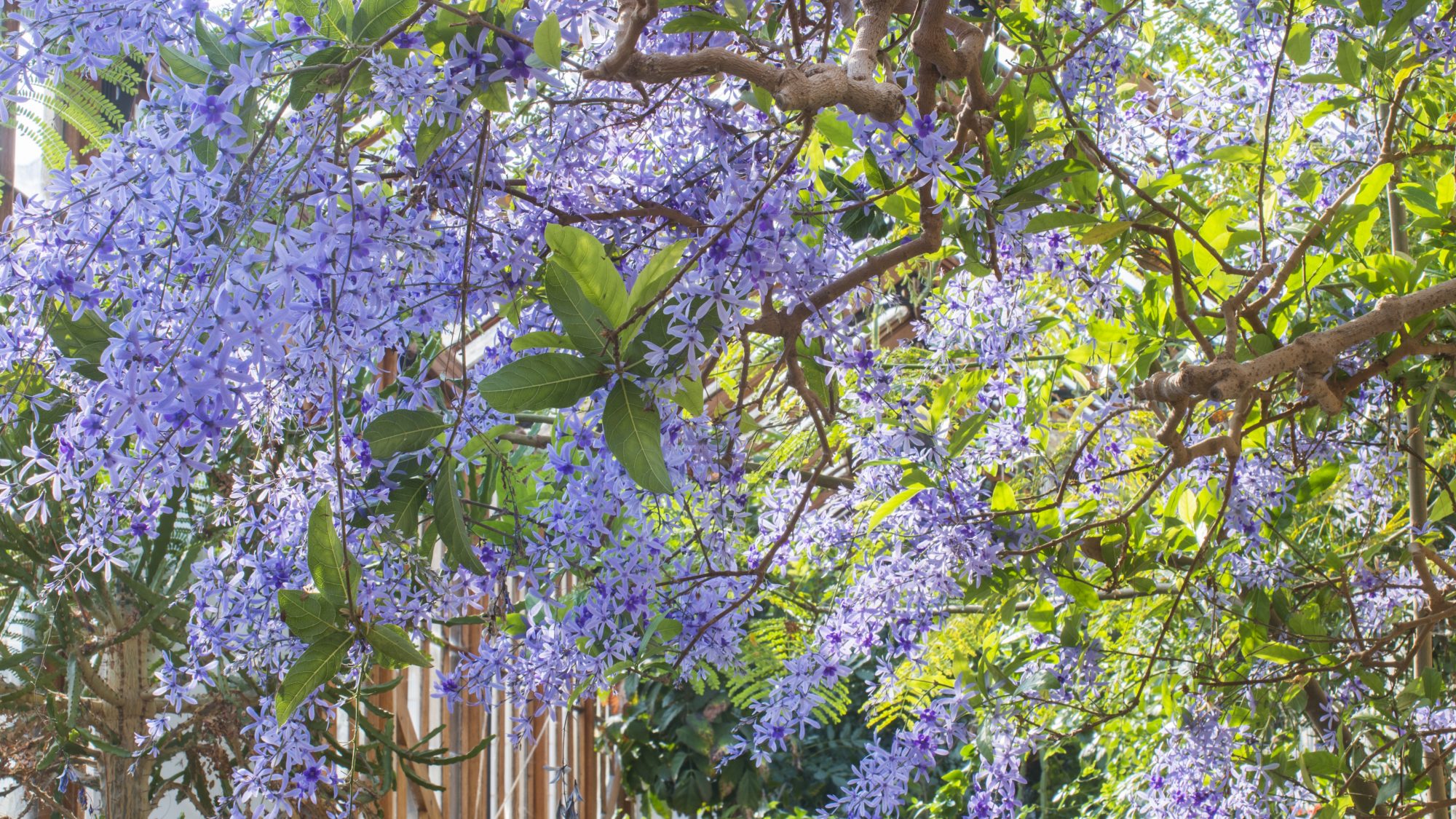 A tree with purple flowers arches over the corridor to a glasshouse. 
