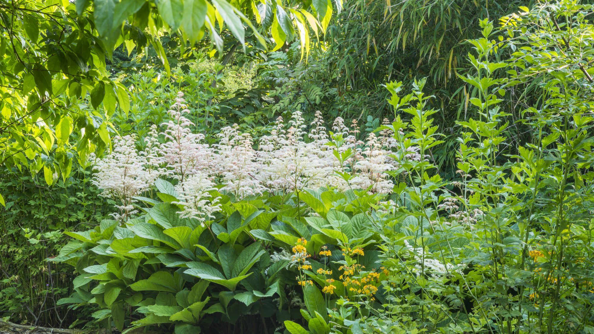 The Woodland Garden 