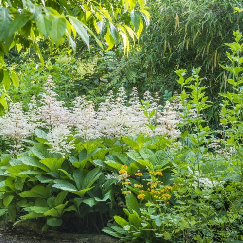 Woodland Garden