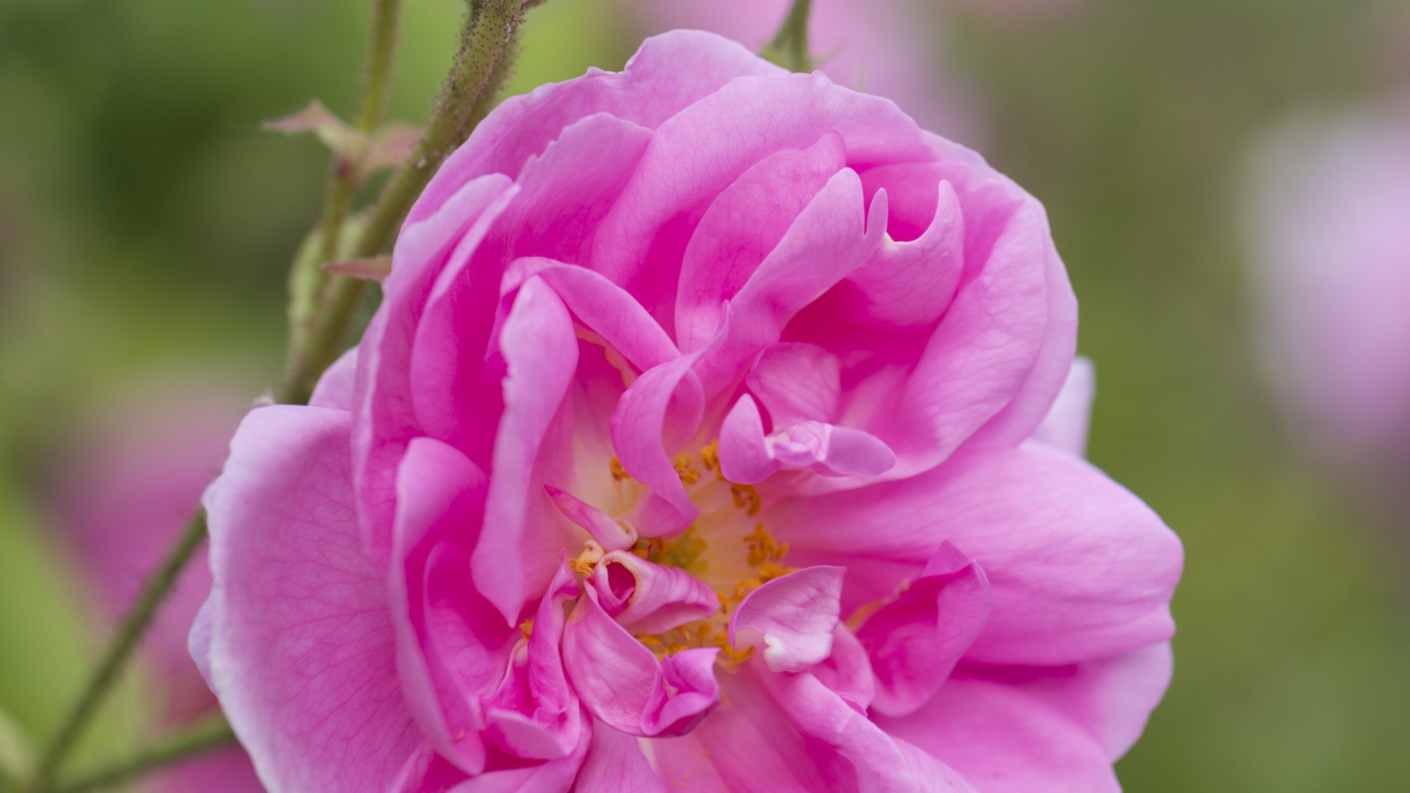 Pink flowering rose in the rose garden.
