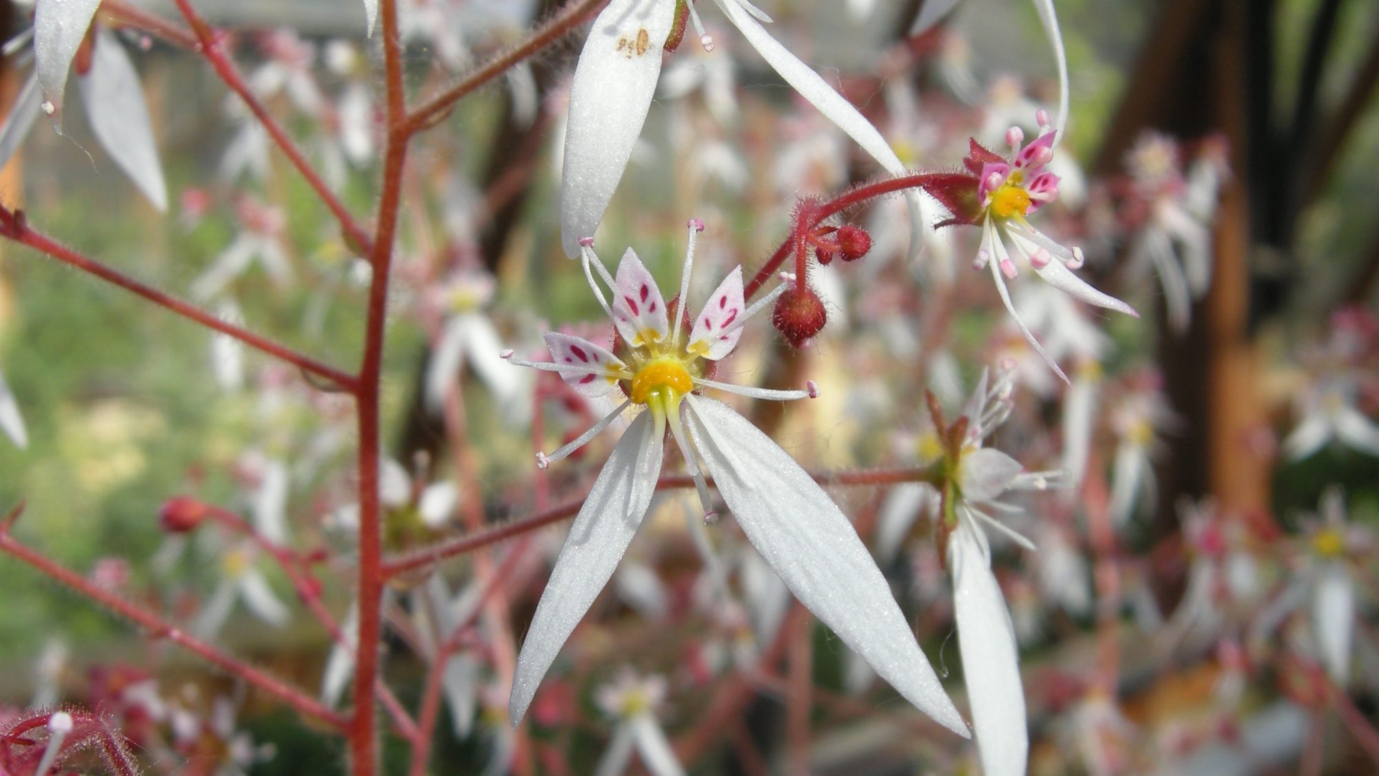White flowers of saxifrages.