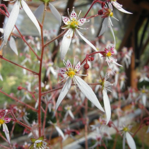 Saxifraga
