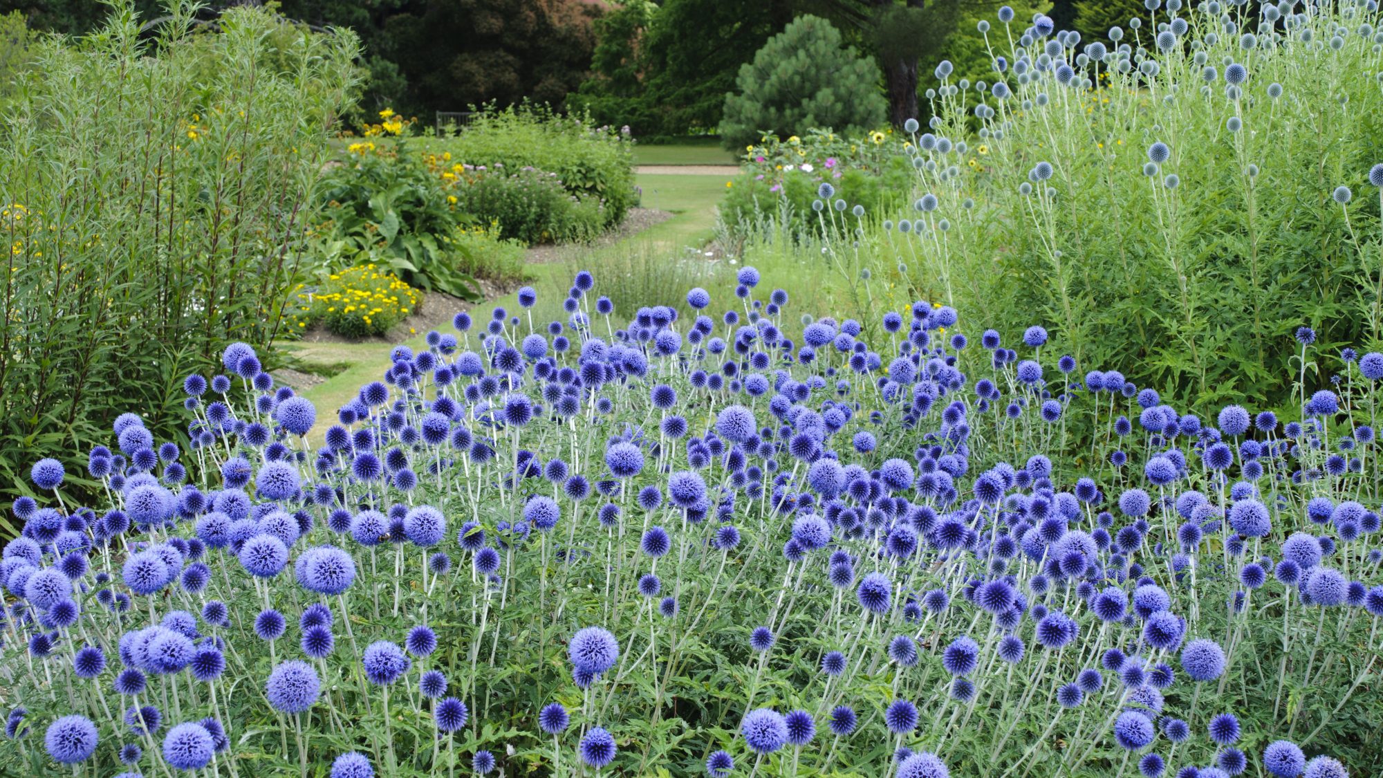 Spikey blue flowers growing in the systematic Beds.
