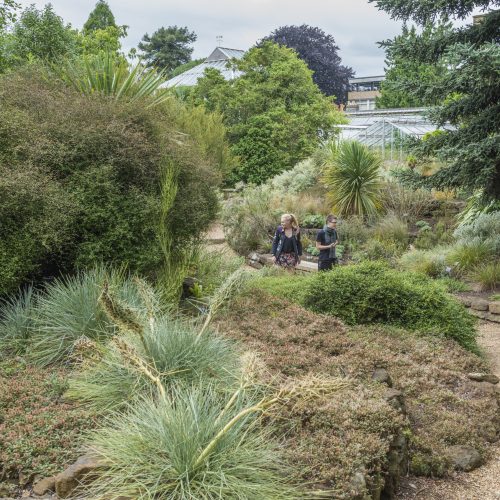 Terrace Garden (New Zealand flora)