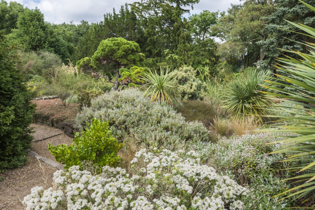 Textured plantings in the Terrace Garden (New Zealand Flora). 