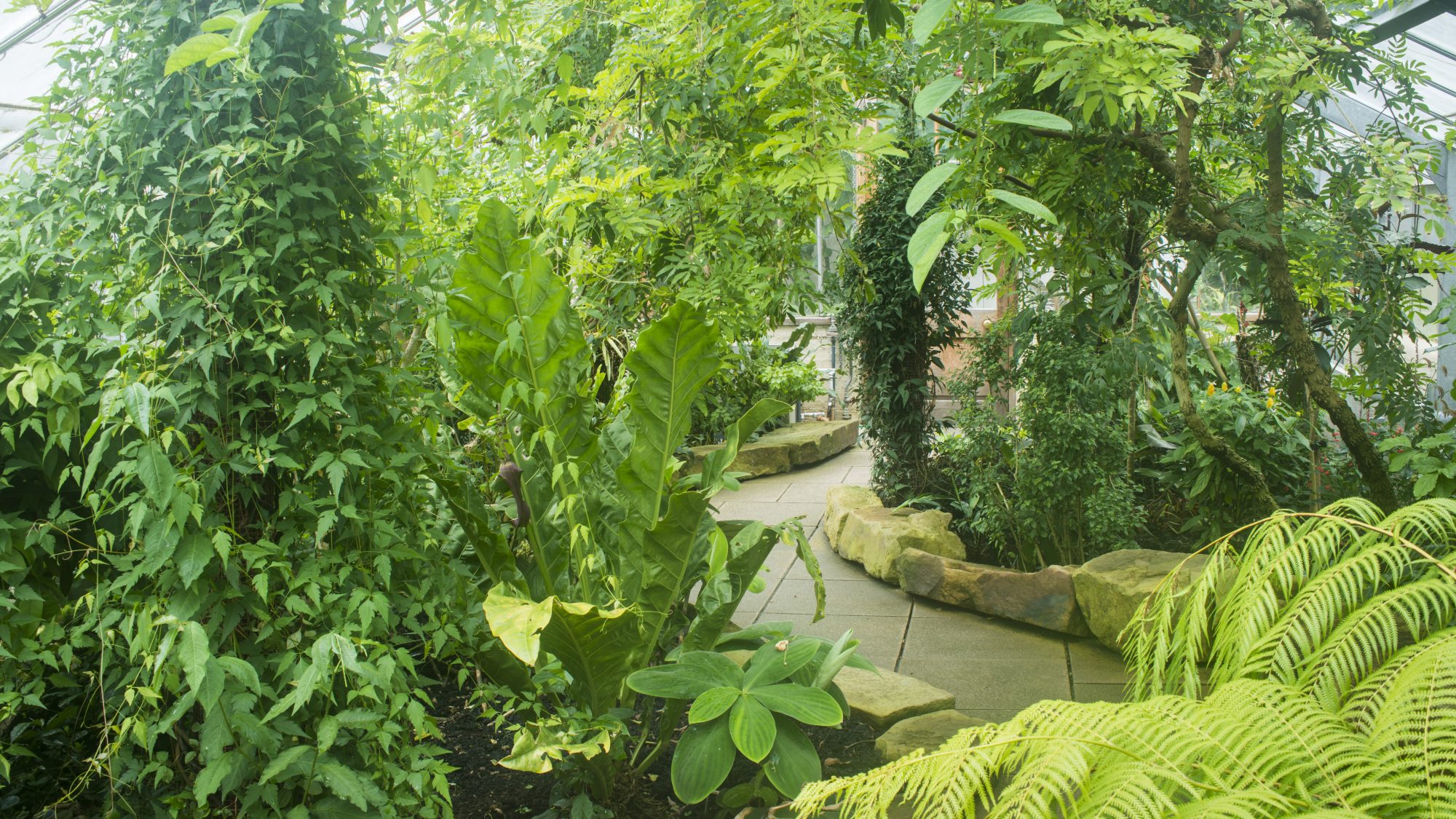 A path through the Tropics Greenhouse.