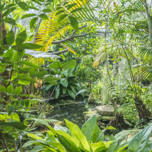 Tropical Rainforests