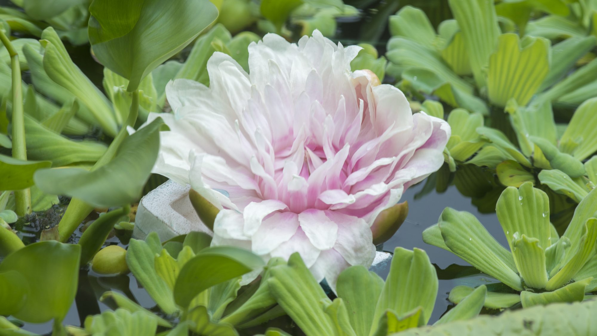 The pink water lily of the Victoria Cruziana.