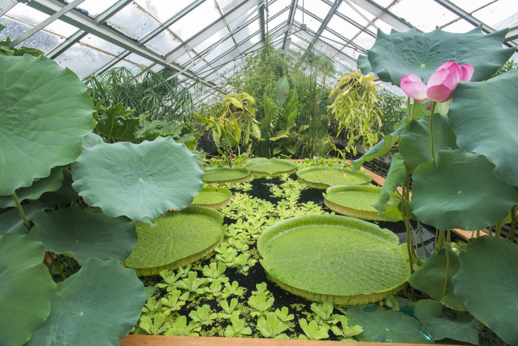 Victoria cruziana. Huge green lily pads in a pool surrounded by other big leaves.