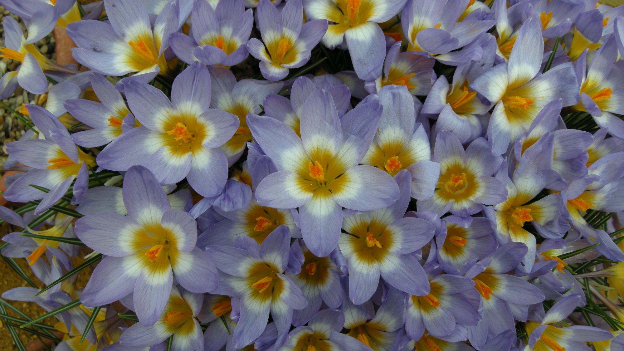 Purple crocus in the alpine house.