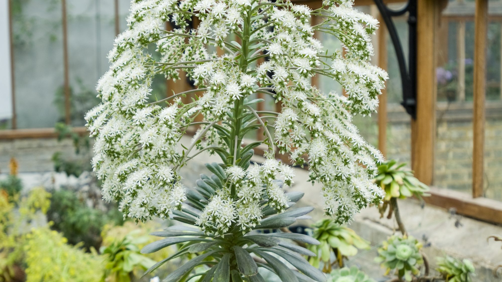 A tall plant with green leaves and small white flowers.