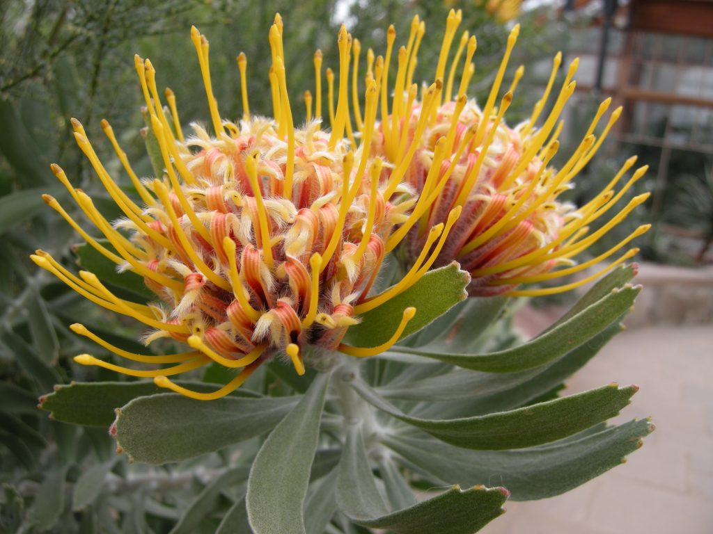 Leucadendron cuneiforme. An eye catching, tall, orange and yellow bloom.