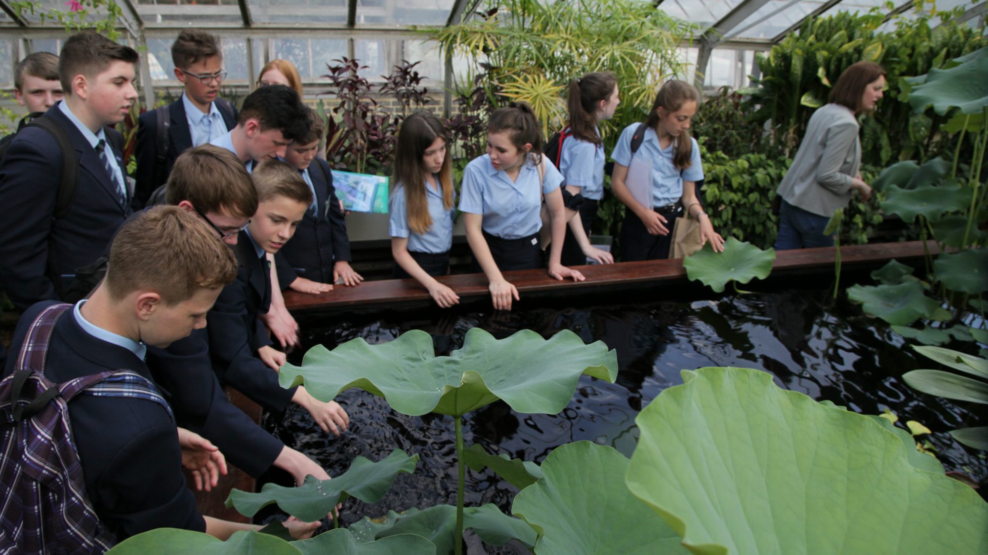 A group of students looking at waterlilies in a glasshouse.