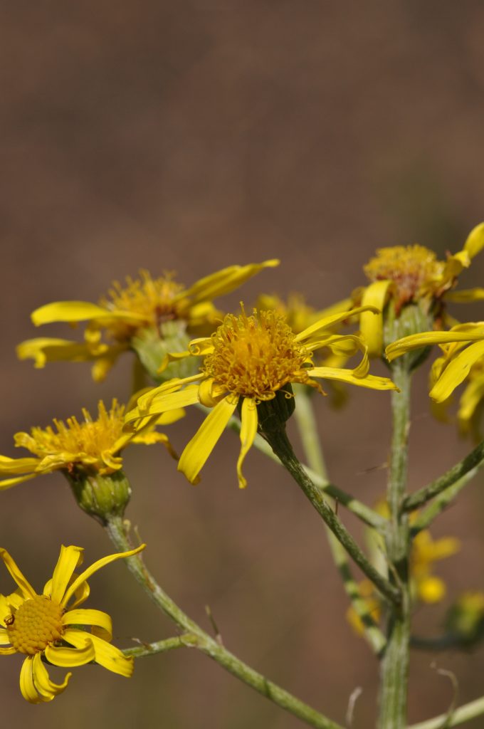 Senecio paludosus, yellow flowers with thin petals.