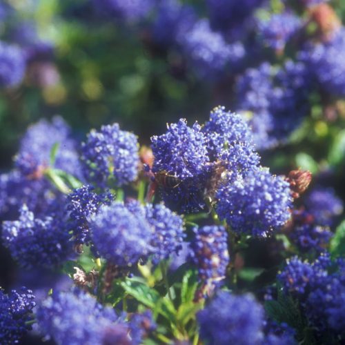 Ceanothus ‘Cynthia Postan’