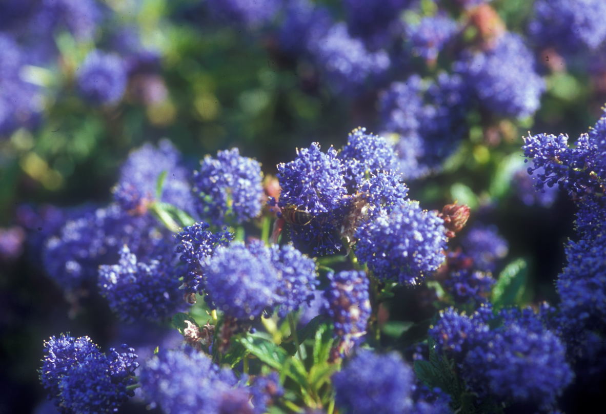 Ceanothus 'Cynthia Postan', dense clusters of blue flowers.