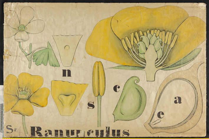 Henslow teaching image, held in the Whipple Museum.