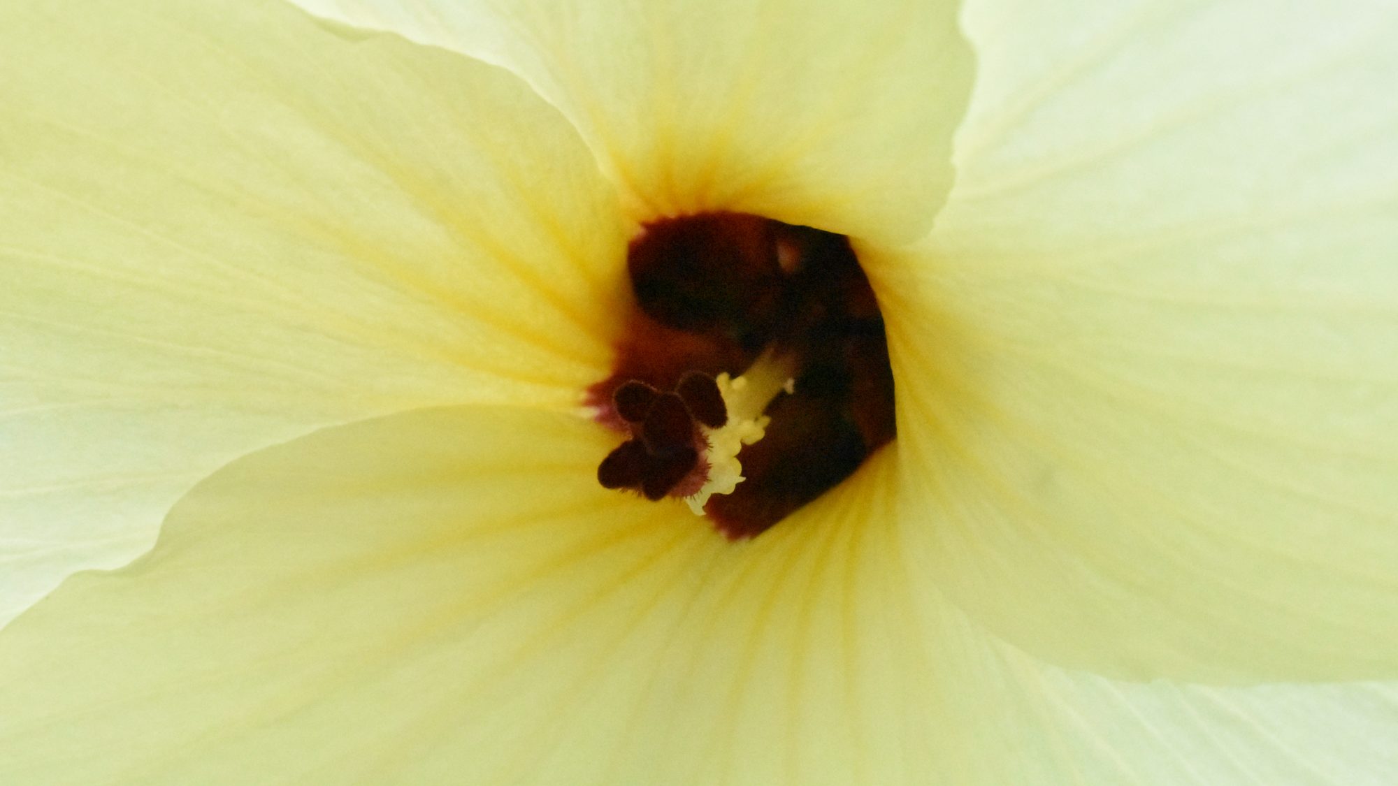 Soft yellow petals with central burgundy eye