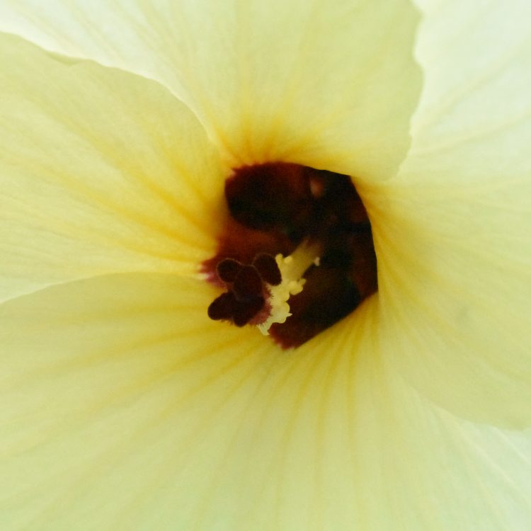 Abelmoschus manihot
