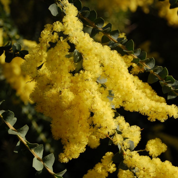 Acacia pravissima