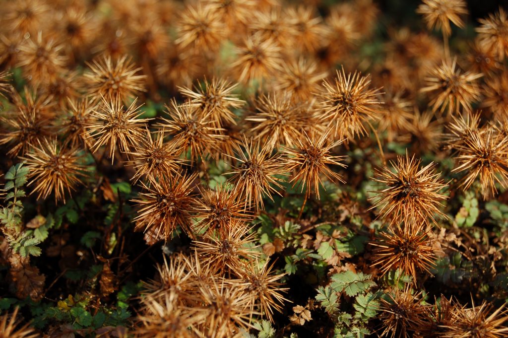 Acaena inermis, small brown spikey plants.