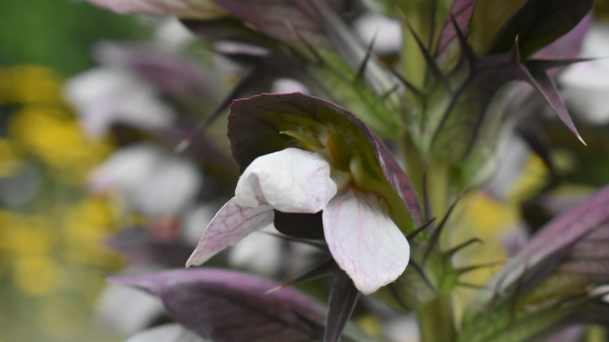 Acanthus spinosus