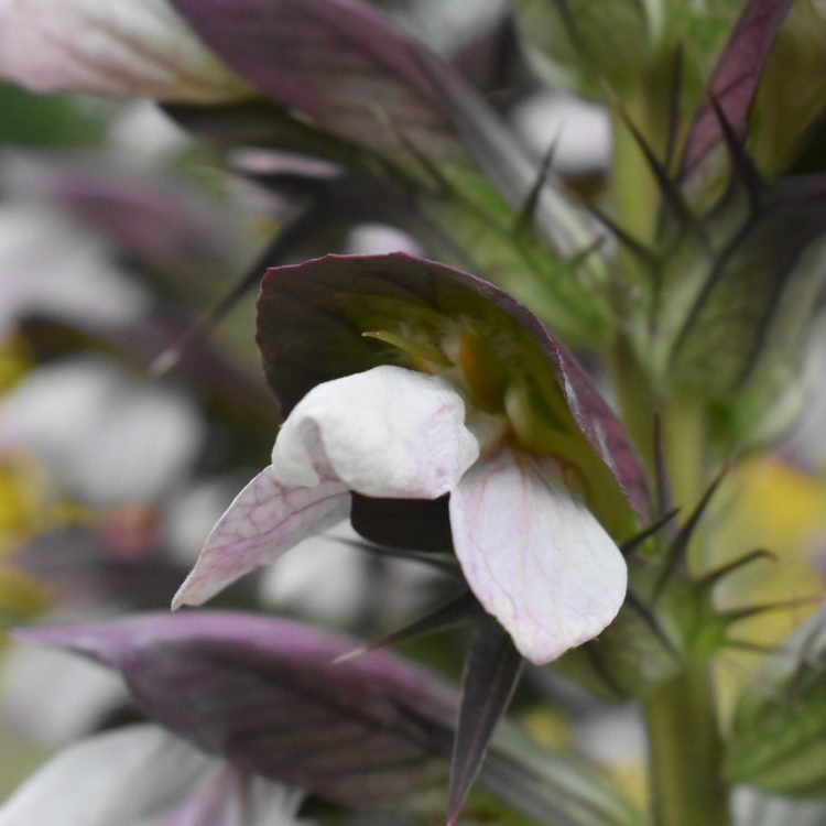 Acanthus spinosus