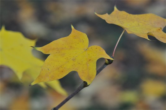 Acer cappadocicum