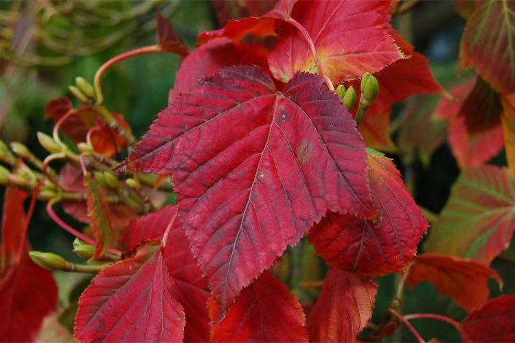 Acer davidii var. grosseri