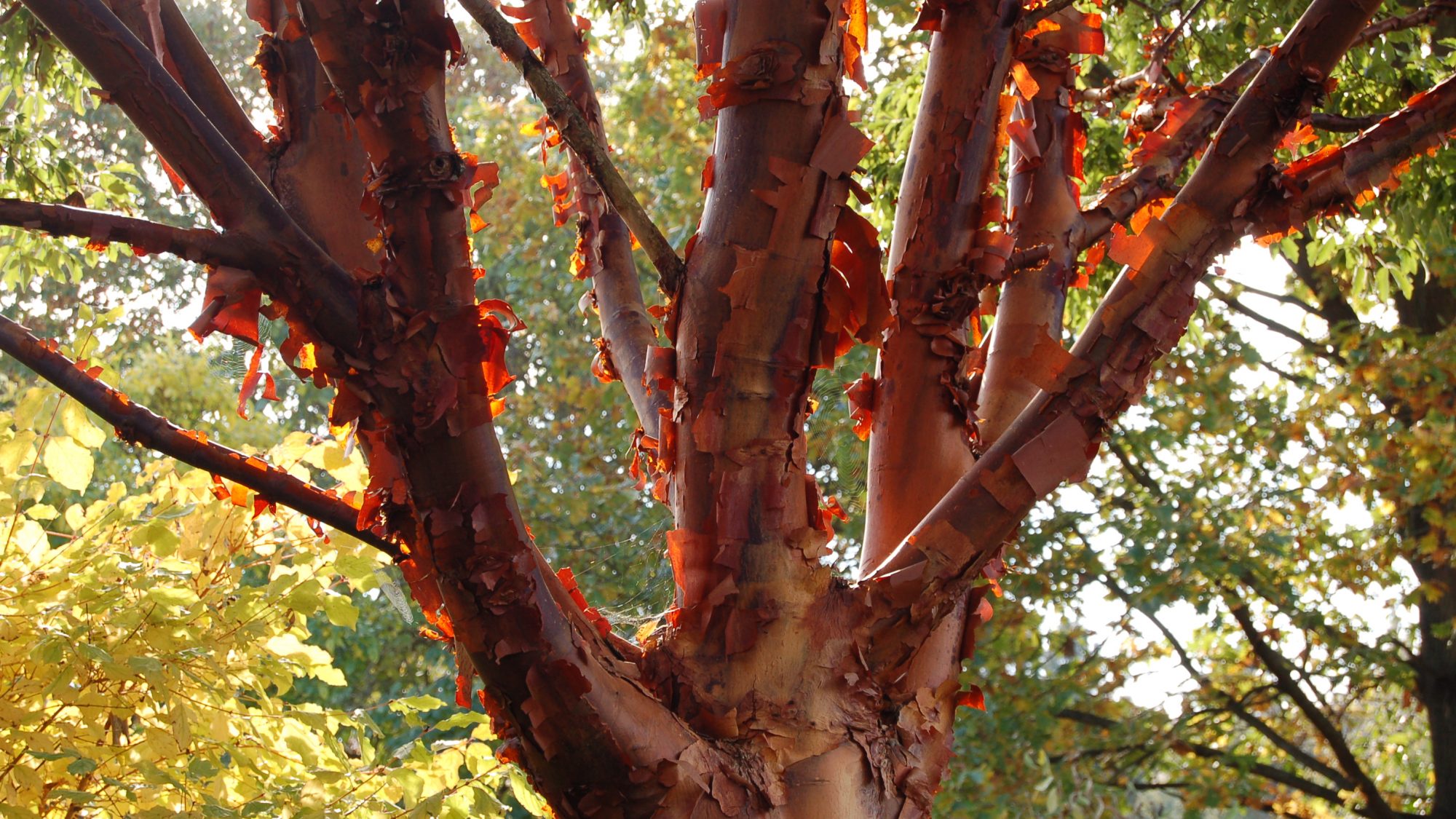 Acer griseum