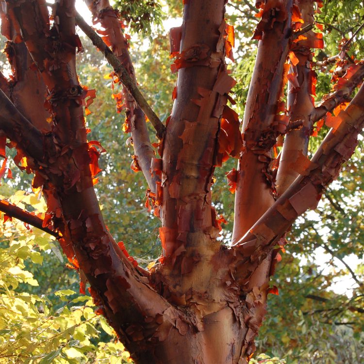 Acer griseum