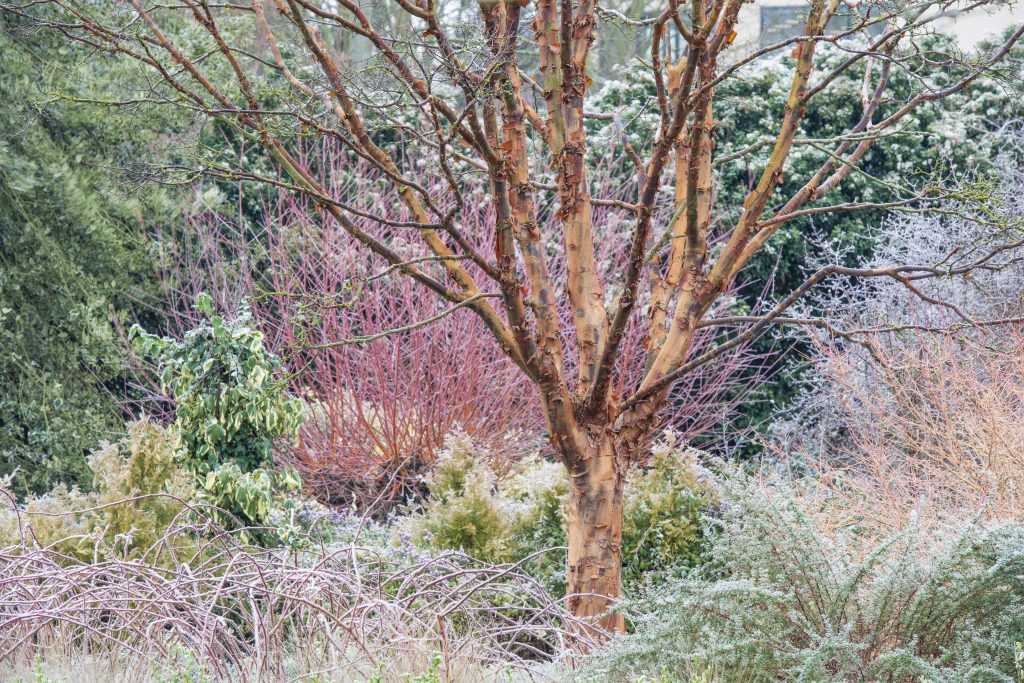 The Winter Garden with the paperbark maple in frost.
