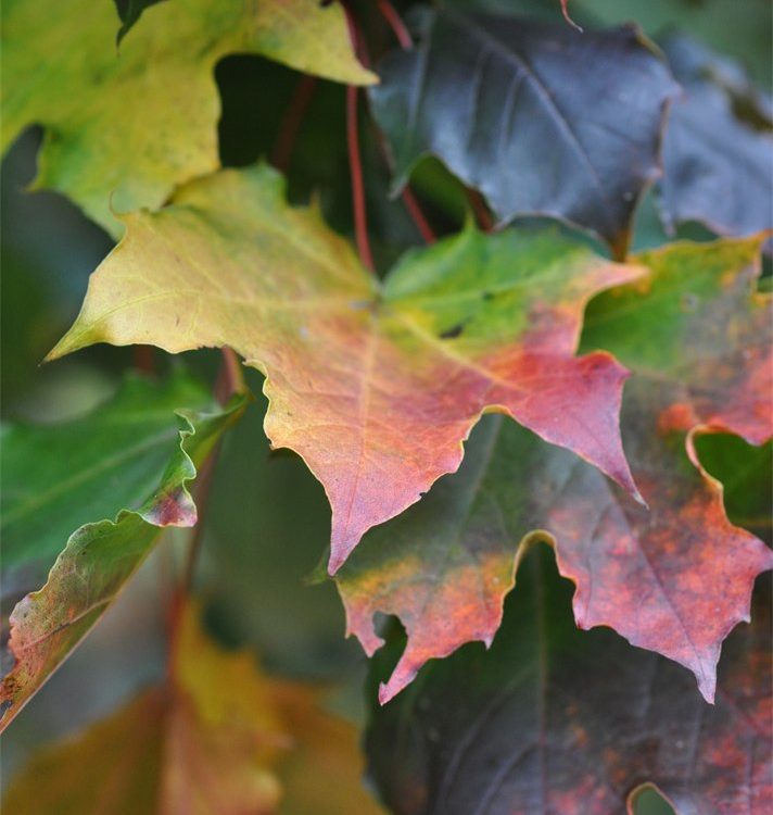 Acer platanoides ‘Goldsworth Purple’