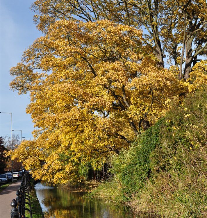 Acer pseudoplatanus in autumn