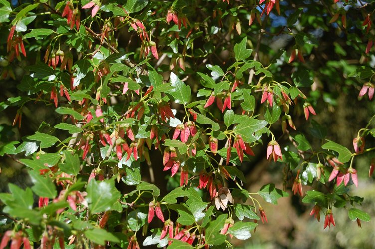 Acer sempervirens