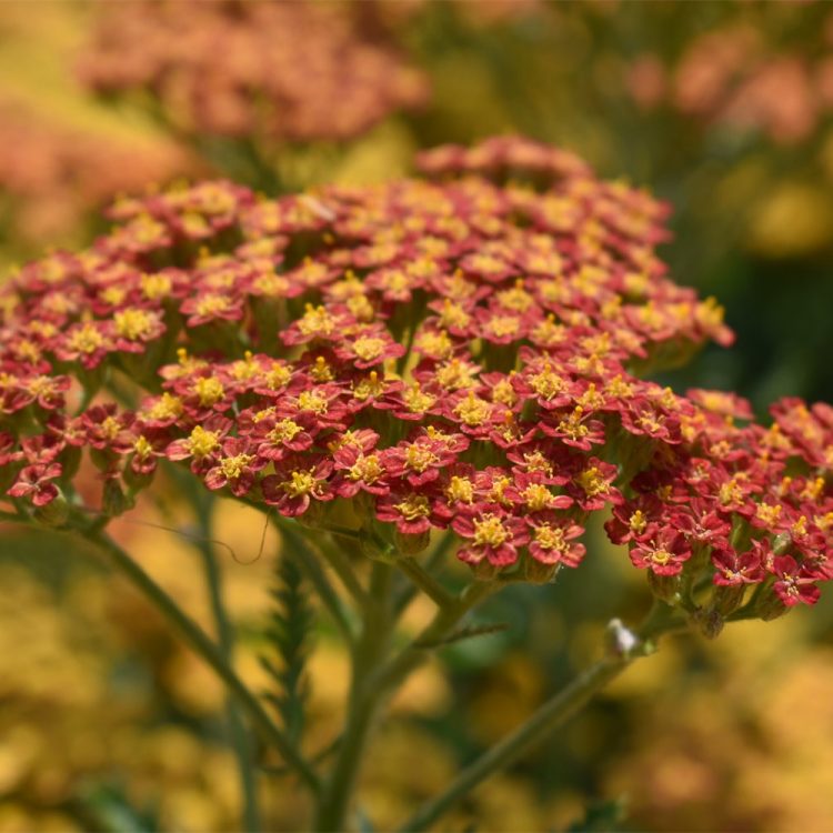 Achillea ‘Feuerland’
